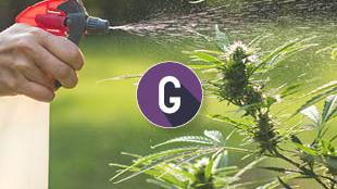 Bail d’habitation : résolution du bail et cannabis