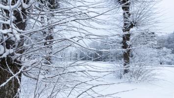 Une forêt enneigée 